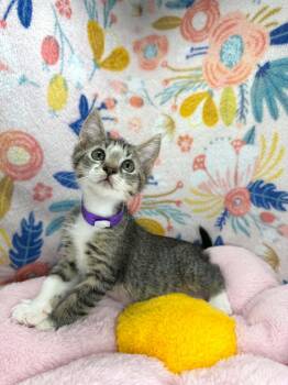 Faith -  Domestic Short Hair Cat Available for Adoption in Tavares, Florida - Faith | PetCurious
