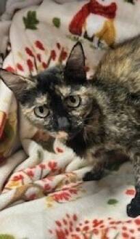 Rescue Domestic Short Hair Cats for Adoption in Red Oak, Texas - Jazz | PetCurious