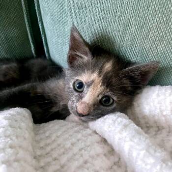 Domestic Short Hair Cats Available for Adoption in Austin, Texas - Gold E. Locks 8 | PetCurious