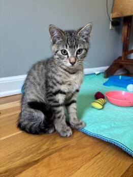 Rescue Domestic Short Hair Cats for Adoption in Meriden, Connecticut - Ricky | PetCurious