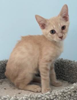 Easton -  Domestic Short Hair Cat for Adoption in Cumming, Georgia - Easton | PetCurious