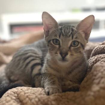 Rescue Domestic Short Hair Cats for Adoption in Los Angeles, California - Peanut Butter | PetCurious