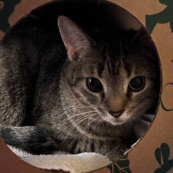 Domestic Short Hair Cats Available for Adoption - Momma | PetCurious