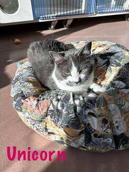 Domestic Medium Hair Cats Available for Adoption - Unicorn  | PetCurious