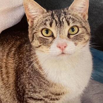 Charli -  Domestic Short Hair Cat for Adoption in Concord, New Hampshire - Charli | PetCurious
