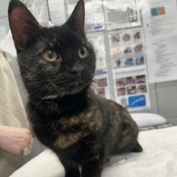 Domestic Short Hair Cats Available for Adoption - Bloom | PetCurious