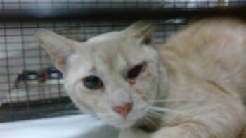 Domestic Short Hair Cats Available for Adoption in Doral, Florida - LUXRAY | PetCurious