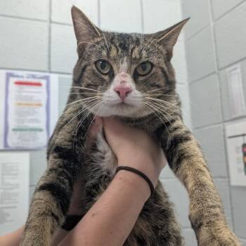 Bixxy -  Domestic Short Hair Cat for Adoption in West Olive, Michigan - Bixxy | PetCurious