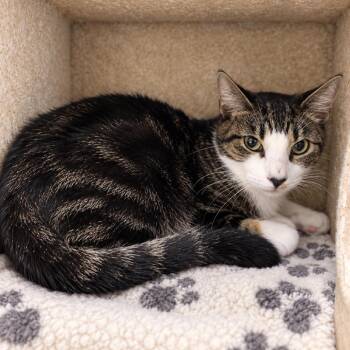 Bubs -  Domestic Short Hair Cat for Adoption in Hopkinton, Massachusetts - Bubs | PetCurious