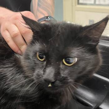 Domestic Medium Hair Cats Available for Adoption - Patrisha | PetCurious