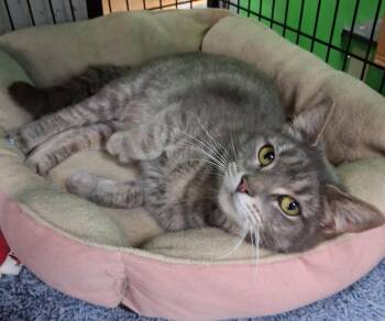Gabby -  Tabby Cat for Adoption in Bear, Delaware - Gabby | PetCurious