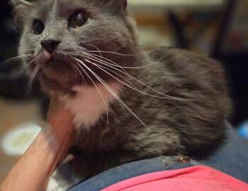 Jess -  Maine Coon and Domestic Medium Hair Cat for Adoption in Hockessin, Delaware - Jess | PetCurious