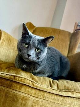 Benny -  Russian Blue Cat for Adoption in Penndel, Pennsylvania - Benny | PetCurious