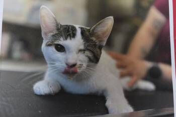 0822-2609 -  Domestic Short Hair Cat for Adoption in Turlock, California - 0822-2609 | PetCurious