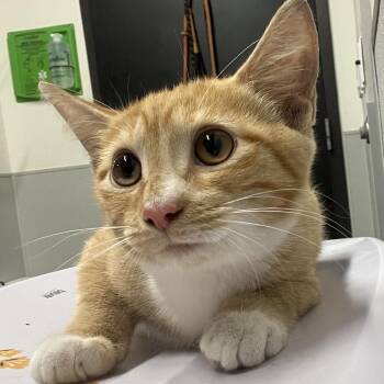 Sunny -  Domestic Short Hair Cat for Adoption in Tampa, Florida - Sunny | PetCurious