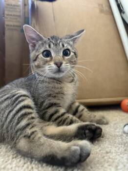 Nike -  Domestic Short Hair Cat for Adoption in West Mifflin, Pennsylvania - Nike | PetCurious