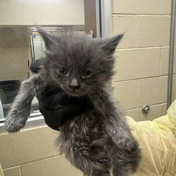 HR (brown collar) -  Domestic Short Hair Cat for Adoption in Winston-salem, North Carolina - HR (brown Collar) | PetCurious