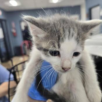 Cater -  Domestic Short Hair Cat for Adoption in Newark, New Jersey - Cater | PetCurious