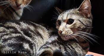 Rescue Domestic Short Hair Cats for Adoption in Sunrise, Florida - Little Mama | PetCurious