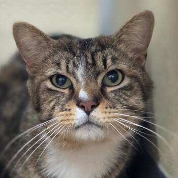 Domestic Short Hair Cats Available for Adoption in Chatham, Virginia - St Thomas | PetCurious