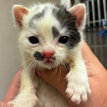 Harpy -  Domestic Short Hair Cat for Adoption in Goleta, California - Harpy | PetCurious