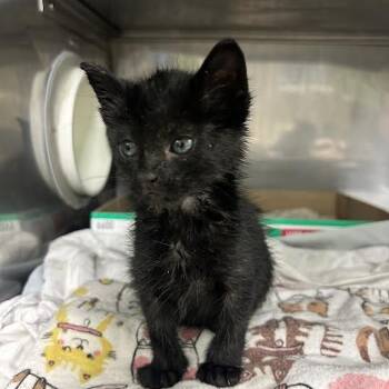 Rescue Domestic Short Hair Cats for Adoption in Durango, Colorado - Mystic | PetCurious