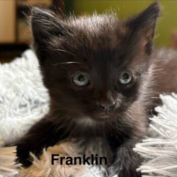 Franklin -  Domestic Short Hair Cat for Adoption in Johnson City, Tennessee - Franklin | PetCurious