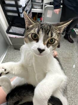 Domestic Short Hair Cats Available for Adoption in Pomona, New York - Lennox | PetCurious