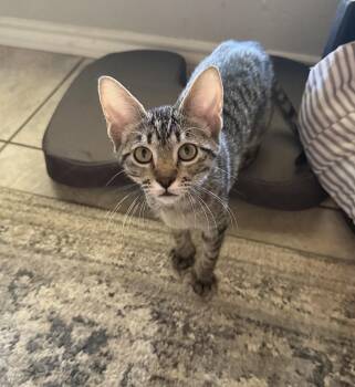 Bud -  Domestic Short Hair Cat for Adoption in Crowley, Texas - Bud | PetCurious