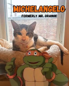 Michelangelo -  American Shorthair Cat for Adoption in Pittsburgh, Pennsylvania - Michelangelo | PetCurious