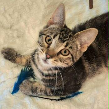 Monkey(In foster) -  Domestic Short Hair Cat for Adoption in Watertown, Wisconsin - Monkey(In Foster) | PetCurious