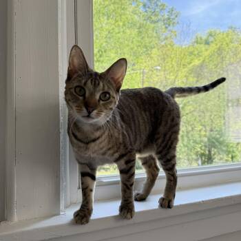 Domestic Short Hair Cats Available for Adoption - Pollyanna (courtesy Post) | PetCurious