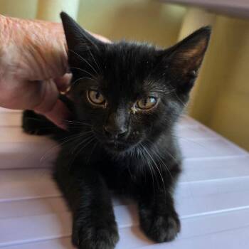 Dora -  Domestic Short Hair Cat for Adoption in Madisonville, Tennessee - Dora | PetCurious
