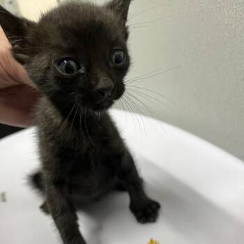 Dylan -  Domestic Short Hair Cat for Adoption in Tampa, Florida - Dylan | PetCurious