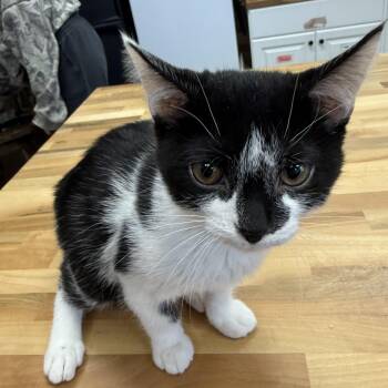 Gray -  Domestic Short Hair Cat for Adoption in Hamburg, New York - Gray | PetCurious