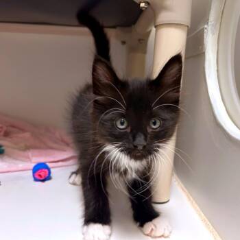 Chipmunk -  Domestic Medium Hair and Domestic Short Hair Cat for Adoption in Woodinville, Washington - Chipmunk | PetCurious