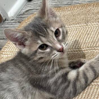 Domestic Short Hair Cats Available for Adoption - Sweet Tea | PetCurious