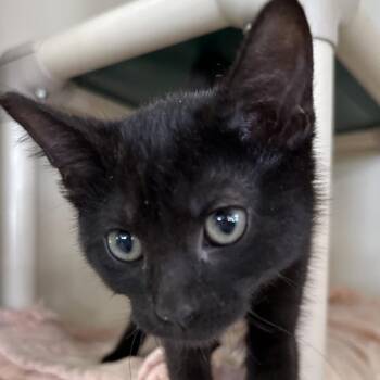 AJ -  Domestic Medium Hair Cat for Adoption in Spanish Fork, Utah - AJ | PetCurious
