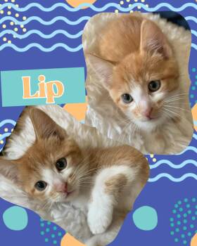 Lip -  Tabby Cat for Adoption in Pasco, Washington - Lip | PetCurious