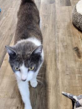 Rescue Domestic Short Hair Cats for Adoption in Hopkinsville, Kentucky - Lovey | PetCurious