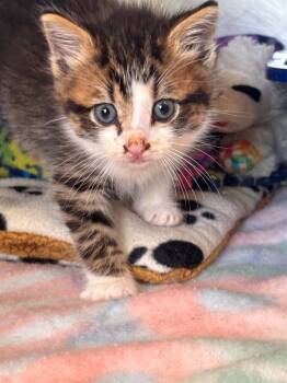 Rescue Domestic Short Hair Cats for Adoption in Lima, Ohio - Avion | PetCurious