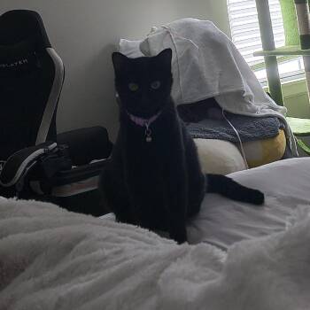 Ellie - Home to Home -  Domestic Short Hair Cat for Adoption in South Elgin, Illinois - Ellie - Home To Home | PetCurious