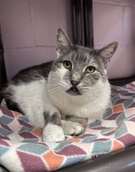 Rescue Domestic Short Hair Cats for Adoption in Elwood, New York - Chip | PetCurious
