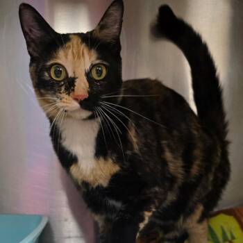 Domestic Short Hair Cats Available for Adoption in Bullhead City, Arizona - Cat 05/27/2026 | PetCurious