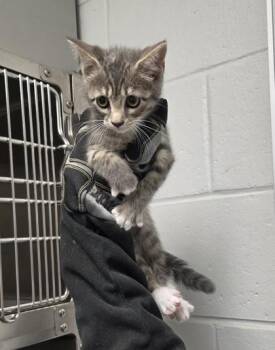 Ara -  Domestic Short Hair Cat for Adoption in Fort Worth, Texas - Ara | PetCurious