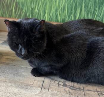 Domestic Short Hair Cats Available for Adoption in Winnipeg, Manitoba - Quincy / Harlow | PetCurious