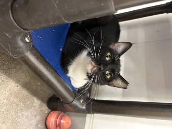 Parker -  Domestic Short Hair Cat for Adoption in Zimmerman, Minnesota - Parker | PetCurious