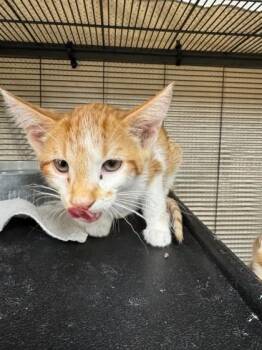 Regina -  Domestic Short Hair Cat for Adoption in Missoula, Montana - Regina | PetCurious