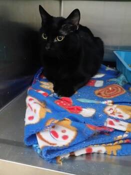 Domestic Short Hair Cats Available for Adoption - Poe | PetCurious