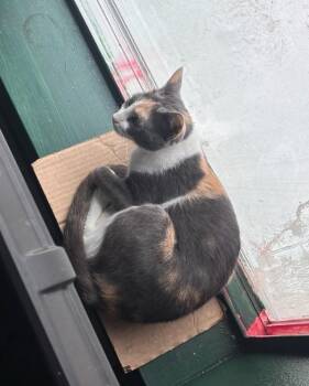 Domestic Short Hair Cats Available for Adoption in Troutdale, Oregon - Nissan (mcas) | PetCurious
